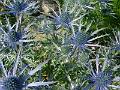 F03 chardon bleu panicaut de sylvain weiller 